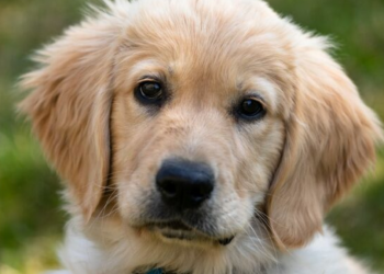 Esterilización - Nuevo León Primero