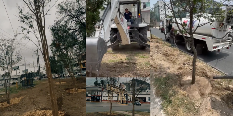 Mty Planta 90 Árboles En La Calzada Miravalle- Primero Monterrey - Nuevo León Primero Reforestación-de-monterrey-áreas-verdes - Nuevo León Primero