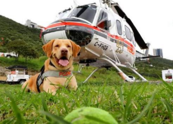 Joe Perro-rescatista Protección-civil Texas - Nuevo León Primero