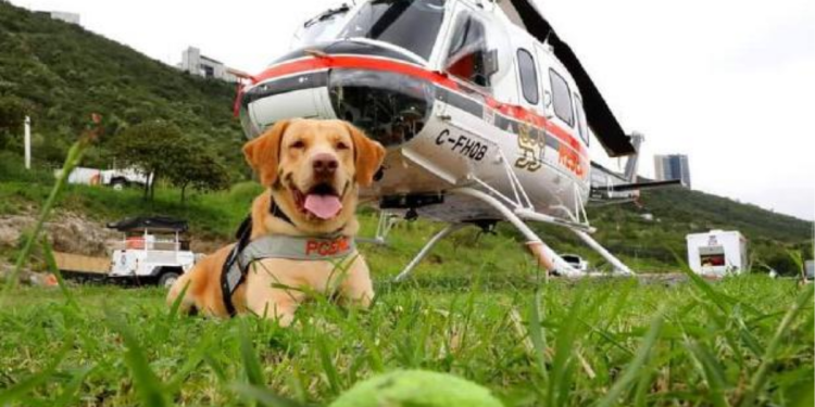 Joe Perro-rescatista Protección-civil Texas - Nuevo León Primero