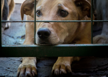 Maltrato-animal-reformas-penales-congreso-local-sanciones-mayores-bienestar-animal-nuevo-león - Nuevo León Primero