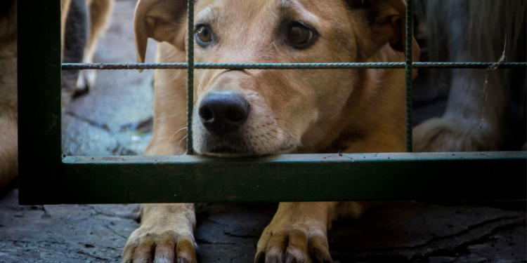 Maltrato-animal-reformas-penales-congreso-local-sanciones-mayores-bienestar-animal-nuevo-león - Nuevo León Primero