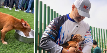 Chihuatón-en-monterrey-bienestar-animal-tenencia-responsable-adopción-responsable - Nuevo León Primero