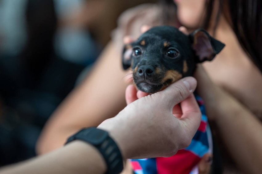 642472011_18564148045052530_5482890096157137715_n - Nuevo León Primero Chihuatón-en-monterrey-bienestar-animal-tenencia-responsable-adopción-responsable