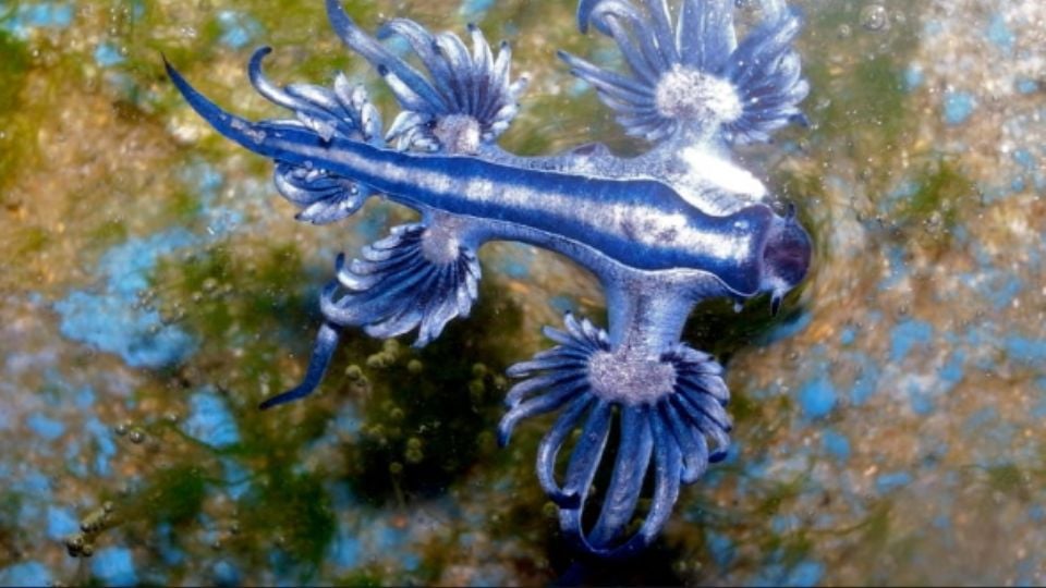 F960x540-763493_837568_5050 - Nuevo León Primero Ejemplar De Medusa Dragón Azul De Las Playas De Michoacán