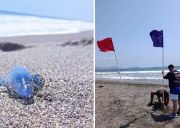 Emiten Alerta Por Medusa Dragon Azul Ponen Banderas De Advertencia En Michoacán - Nuevo León Primero