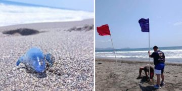 Emiten Alerta Por Medusa Dragon Azul Ponen Banderas De Advertencia En Michoacán - Nuevo León Primero