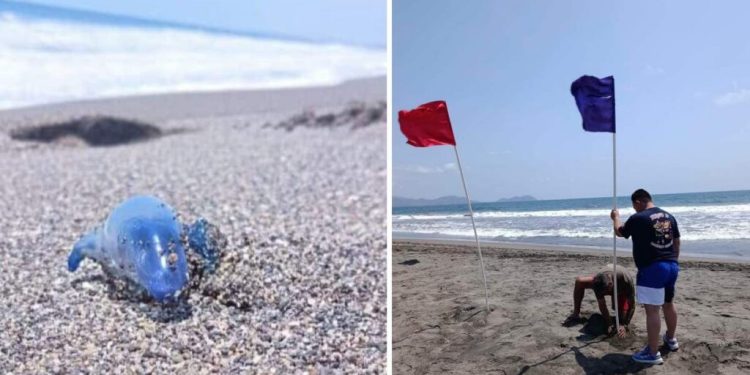 Emiten Alerta Por Medusa Dragon Azul Ponen Banderas De Advertencia En Michoacán - Nuevo León Primero