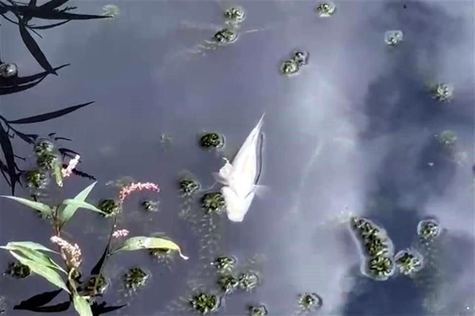 Contaminación En El Río Pilón Está Afectando a La Fauna Y Flora De Montemorelos - Nuevo León Primero