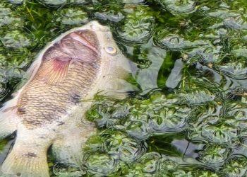 Río Pilón contaminado en montemorelos