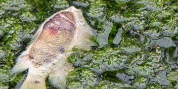 Río Pilón Contaminado En Montemorelos - Nuevo León Primero