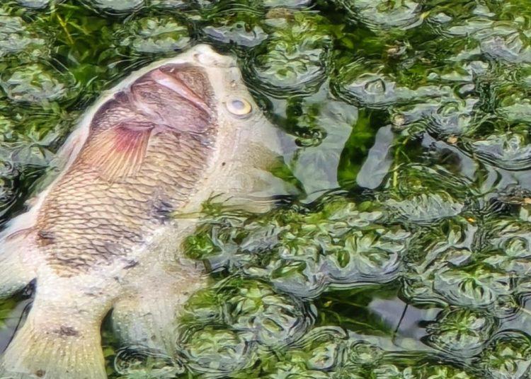 Río Pilón Contaminado En Montemorelos - Nuevo León Primero